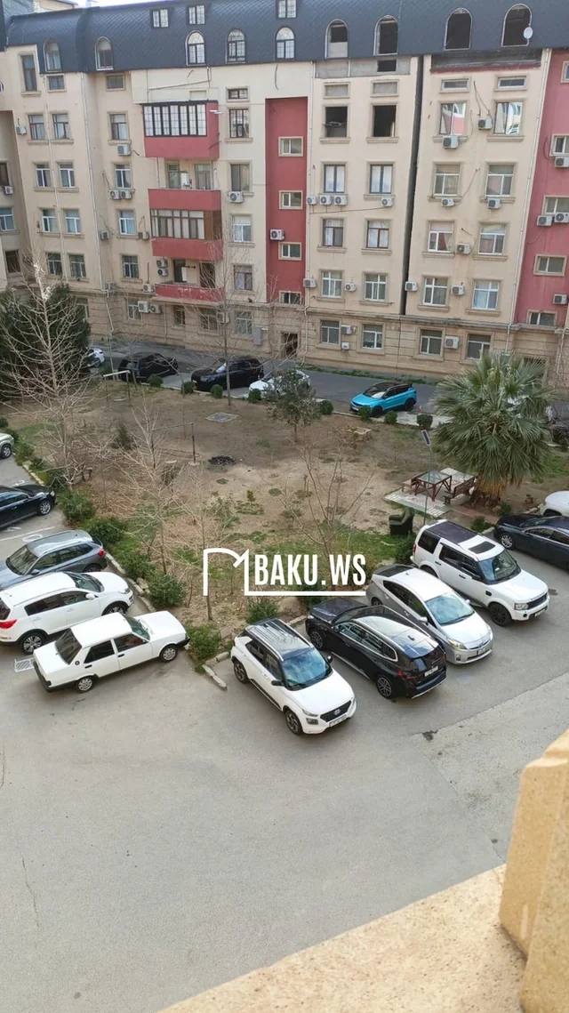 Bakıda 10 metrlik ağac bir gecədə yoxa çıxdı - FOTO