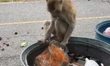 Zooparkdan qaçan meymunlar şəhəri bir-birinə qatdı - FOTOLAR