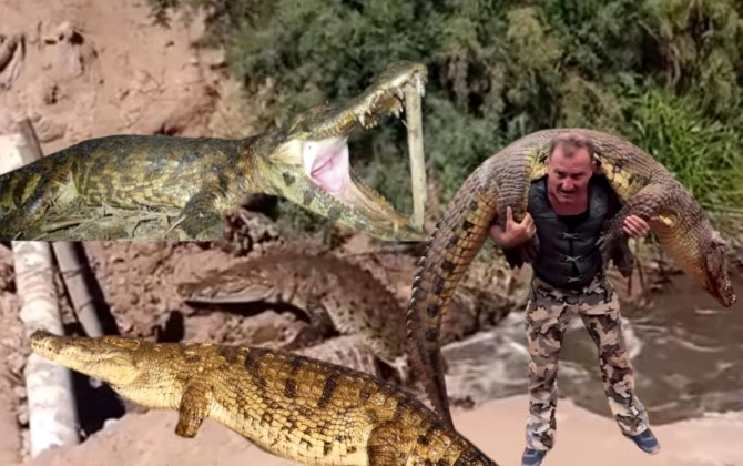 Dəhşətli kadrlar: Azərbaycan sularında timsah yaşayır? - “Bəlkə də yolunu azıb gəlib” - FOTO+ÖZƏL