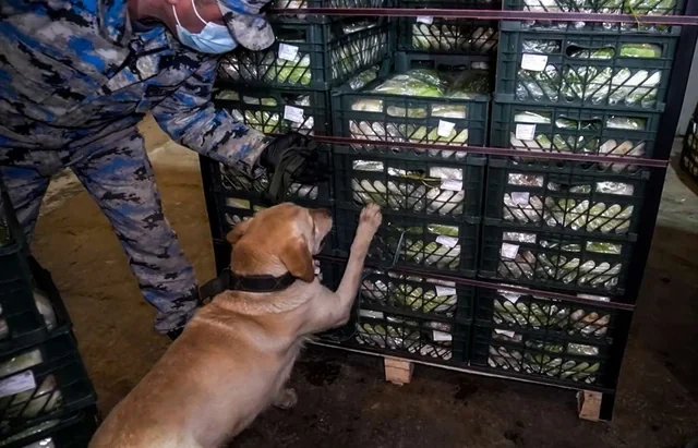 Gömrükçülər kələmin içindən 100 kiloqram narkotik tapdılar - FOTO/VİDEO