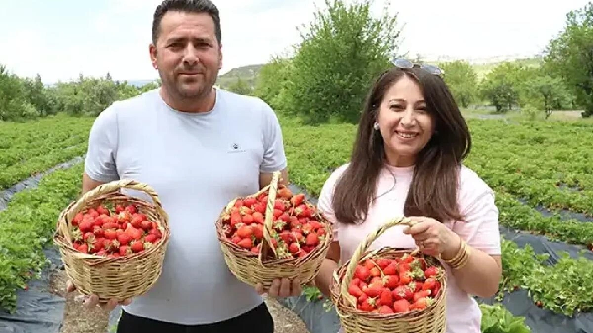 Hobbi olaraq başladılar, sərvət qazanırlar: 70 ton məhsul yığırlar - FOTO