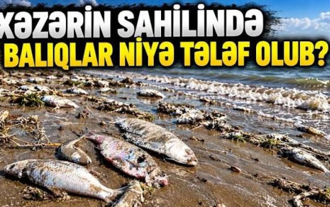 Mərdəkan çimərliyində balıqlar kütləvi şəkildə tələf oldu - VİDEO
