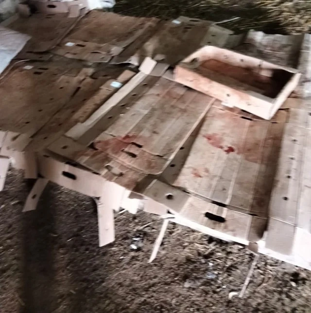 Biləsuvar rayonunda qanunsuz at kəsimi və satışının qarşısı alınıb - FOTO