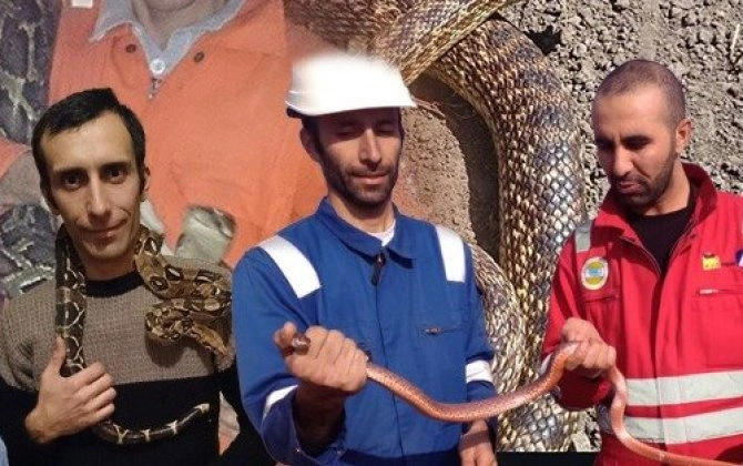 Diqqətli olun, gürzə ilanları aktivləşib - serpantoloqdan qorxunc PROQNOZ: “Mərdəkan və Buzovnadan müraciətlər var” - FOTO+ÖZƏL