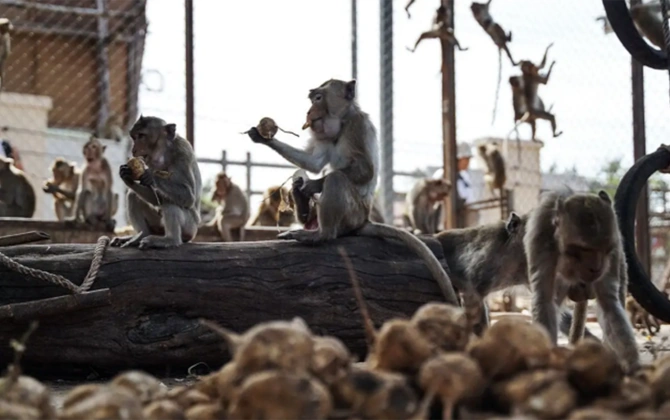 Zooparkdan qaçan meymunlar şəhəri bir-birinə qatdı - FOTOLAR