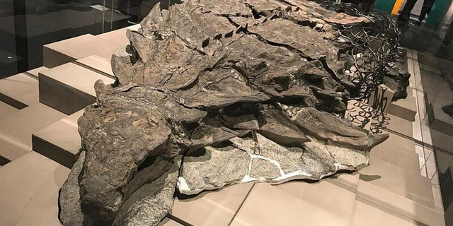 Çində 200 milyon illik dinozavr izləri aşkarlandı - FOTO