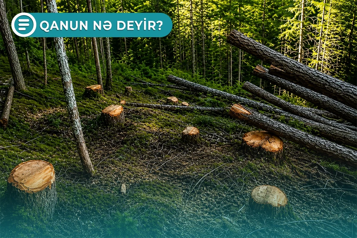 Ağacların kəsilməsinə görə külli miqdarda cərimə və həbs oluna bilərsiniz - Qanun nə deyir? - VİDEO