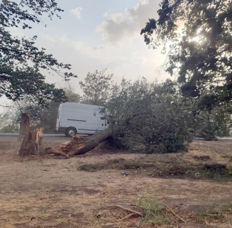 Cəlilabadda ağac hərəkətdə olan avtomobilin üzərinə aşıb - FOTO