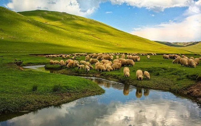 Göygöldə örüş sahələri ilə bağlı şikayətə Bələdiyyədən REAKSİYA!