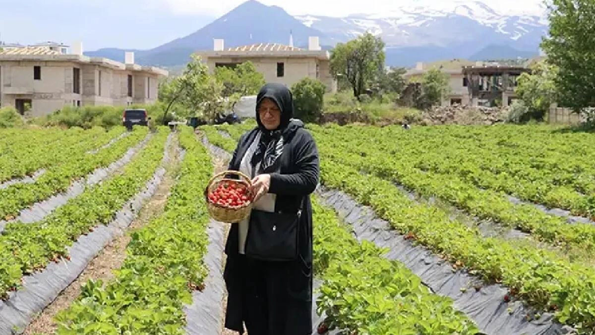 Hobbi olaraq başladılar, sərvət qazanırlar: 70 ton məhsul yığırlar - FOTO
