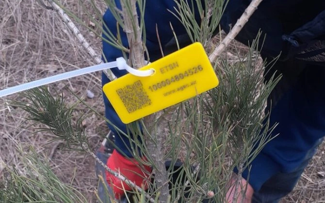Elmi Cərrahiyyə Mərkəzi: "Kəsilən ağaclar quru və qəzalı vəziyyətdə olub" - FOTO