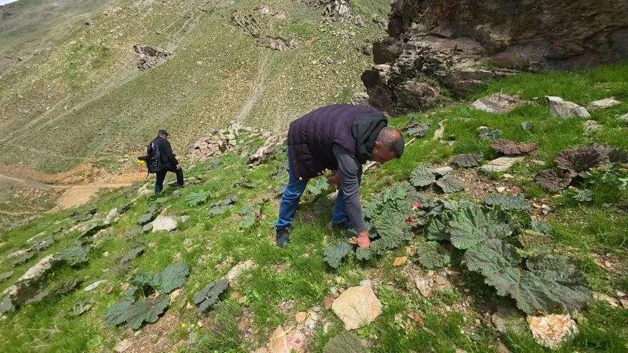 Kilosuı 37 manatdan 10 AZN-ə düşdü: Sübh tezdən dağdan yığılır - FOTO