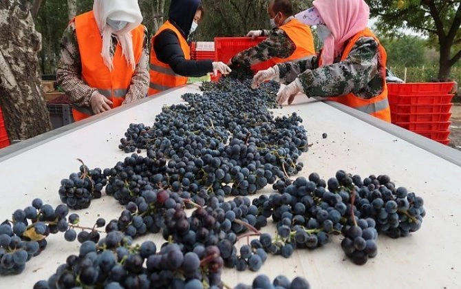 Bu məhsulun Cindən Rusiyaya tədarükü rekord həddə çatdı