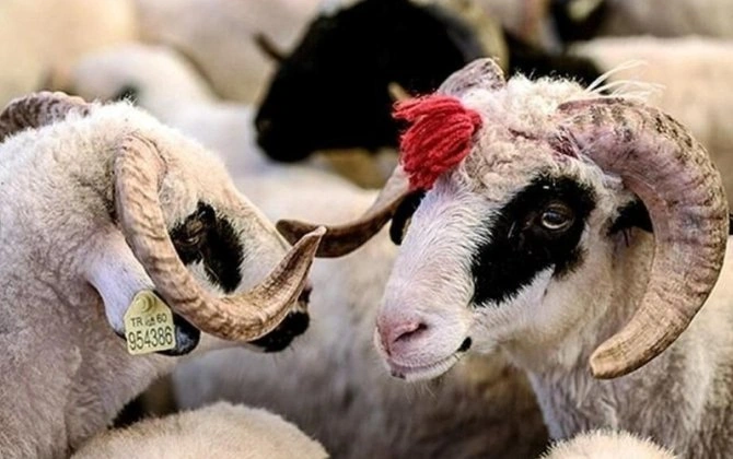 Qurbanlıq bazarında YENİ QAYDALAR qüvvəyə mindi