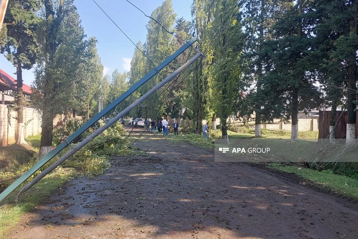 Lənkəranda güclü külək bir sıra fəsadlar törədib, 15-ə yaxın irigövdəli ağac aşıb - FOTO