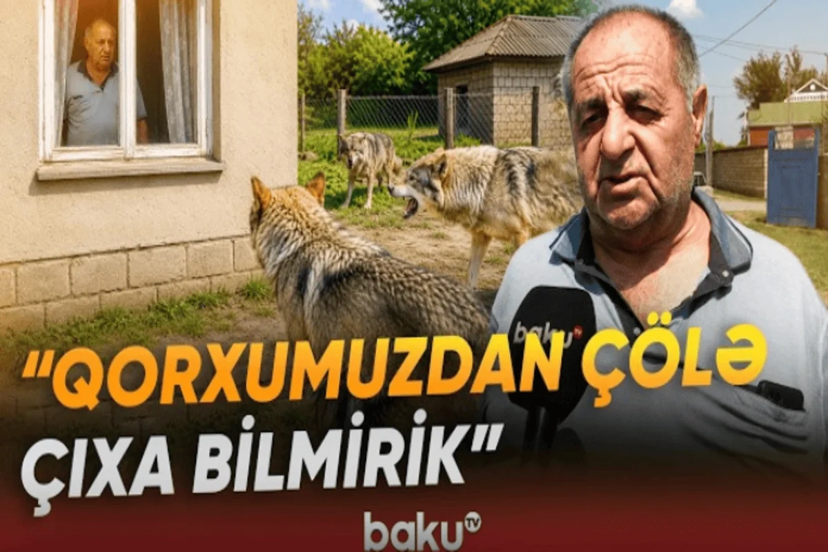 Bərdədə canavarların kəndə hücumları ciddi təşviş yaradıb - VİDEO