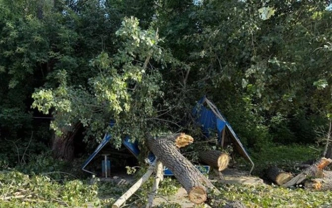 Ağac aşdı: 10 aylıq uşaq da daxil olmaqla 3 nəfər öldü