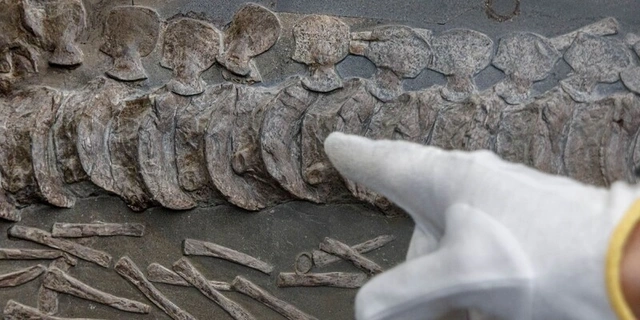 Çində 200 milyon illik dinozavr izləri aşkarlandı - FOTO