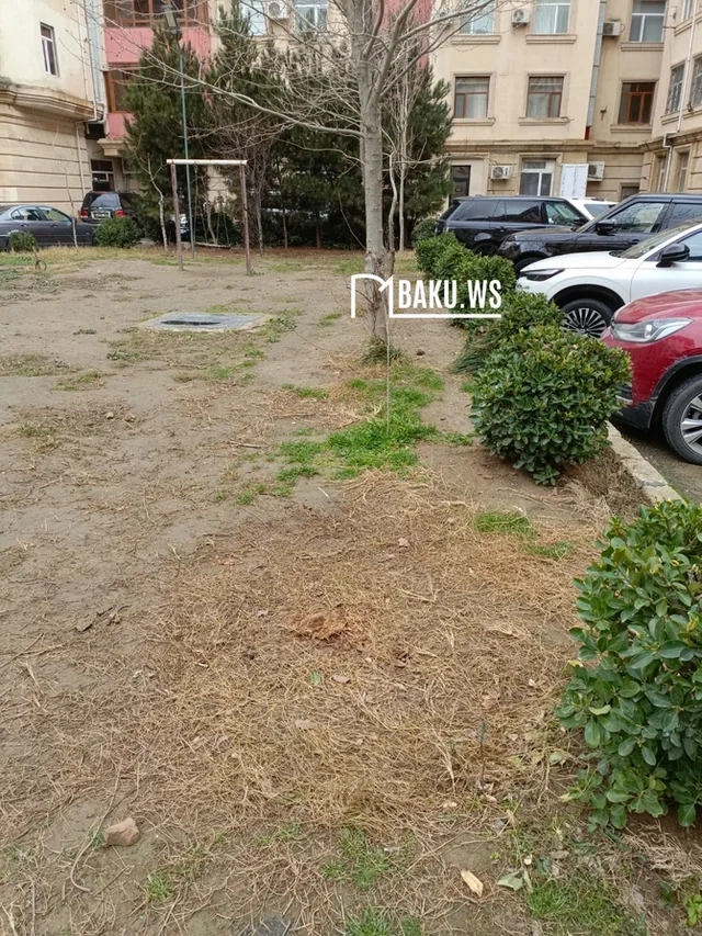 Bakıda 10 metrlik ağac bir gecədə yoxa çıxdı - FOTO