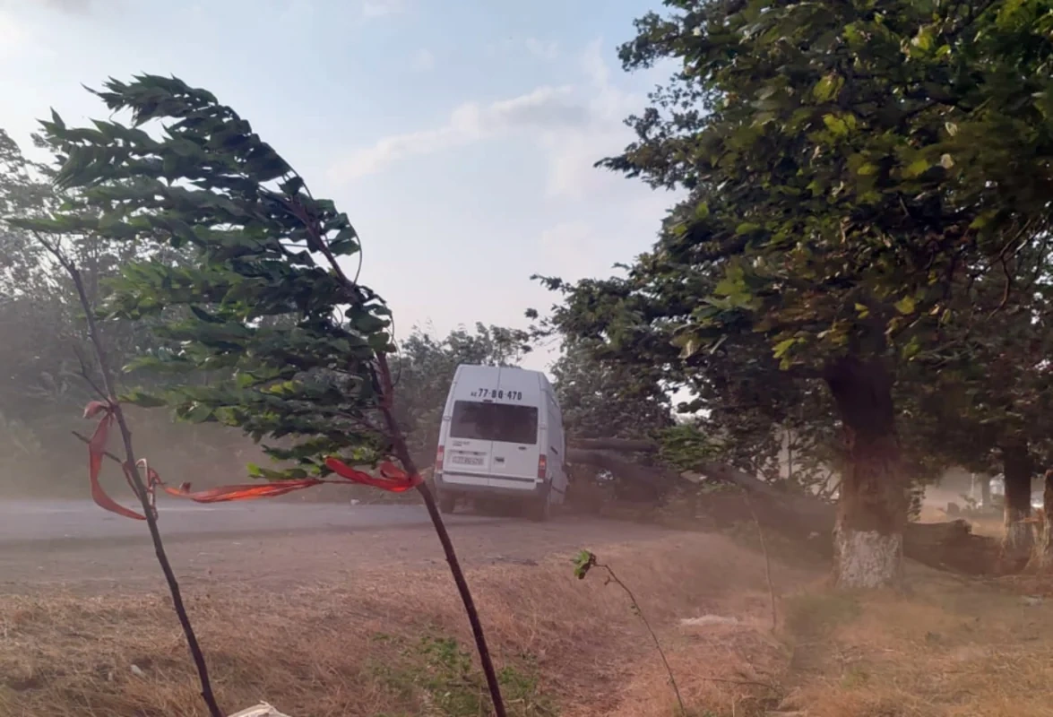 Cəlilabadda ağac hərəkətdə olan avtomobilin üzərinə aşıb - FOTO