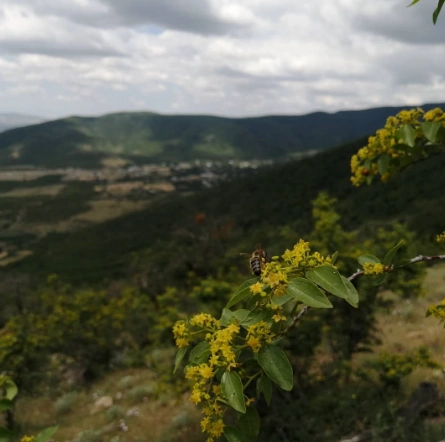 Bu yağı istifadə edənlər fərqi dərhal hiss edir – Xalq təbabəti nə deyir?