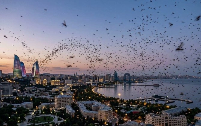 Bakı sakinləri təşvişdə: yayılan bu sirli həşərat nədir?