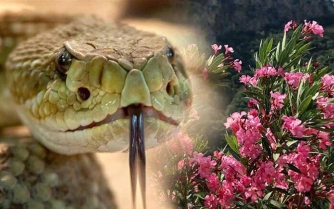 Bu populyar bitki sən demə ilanları evə cəlb edirmiş