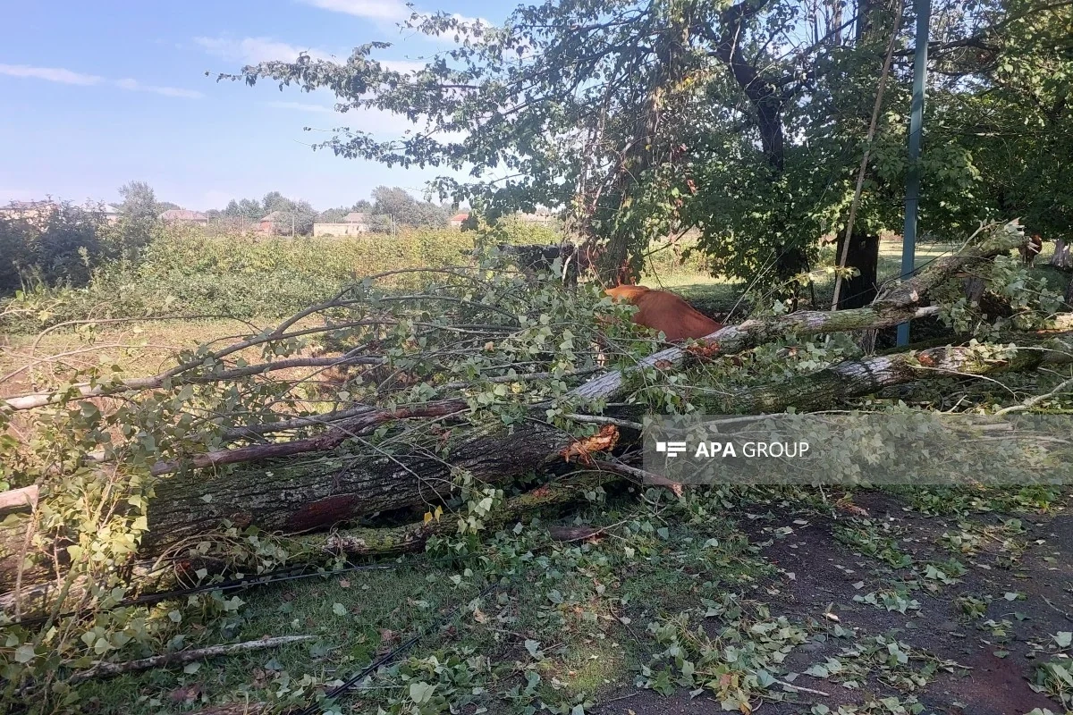 Lənkəranda güclü külək bir sıra fəsadlar törədib, 15-ə yaxın irigövdəli ağac aşıb - FOTO