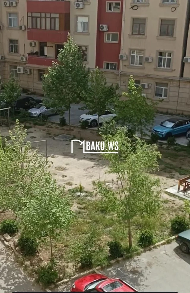 Bakıda 10 metrlik ağac bir gecədə yoxa çıxdı - FOTO