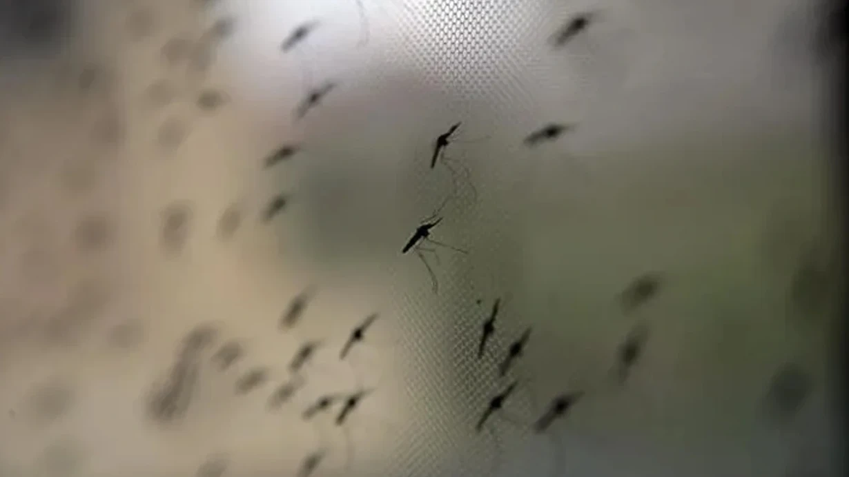 Yunanıstanda virus kabusu: bir həftədə 75 yeni yoluxma