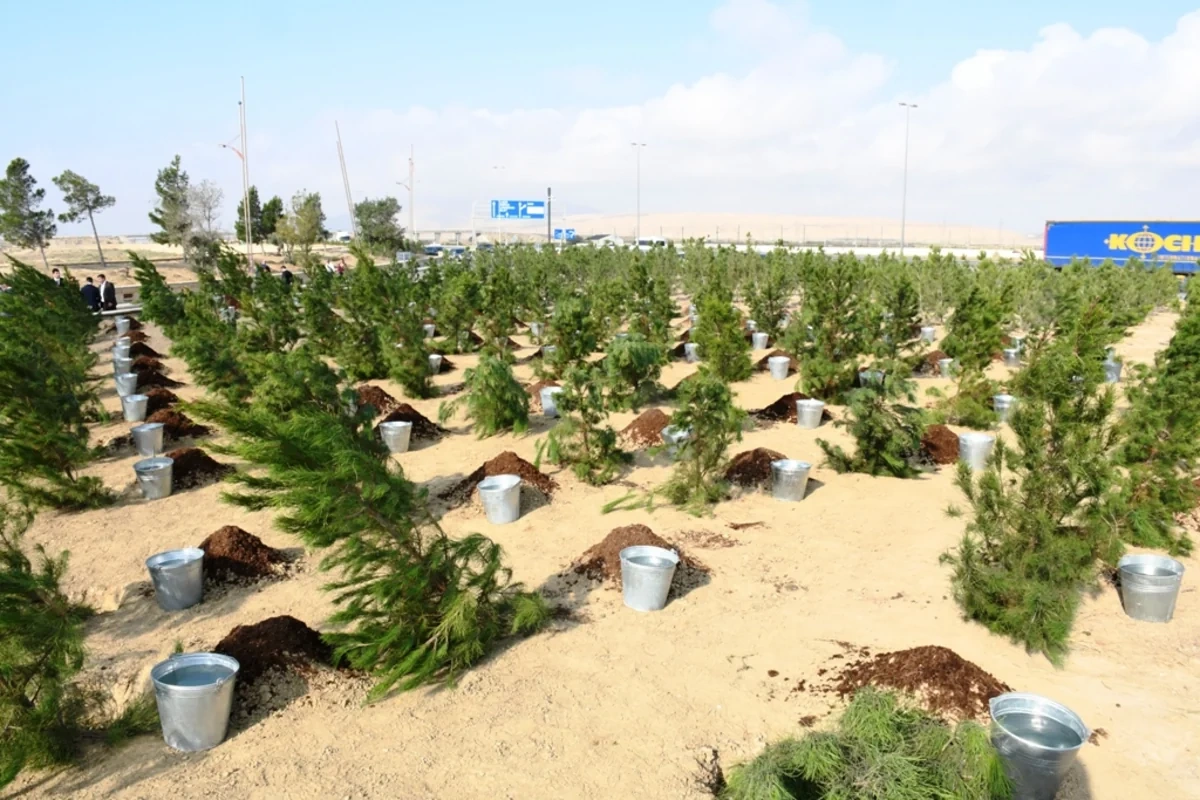 Salyan şossesində 500 yeni ağac əkilib - FOTO