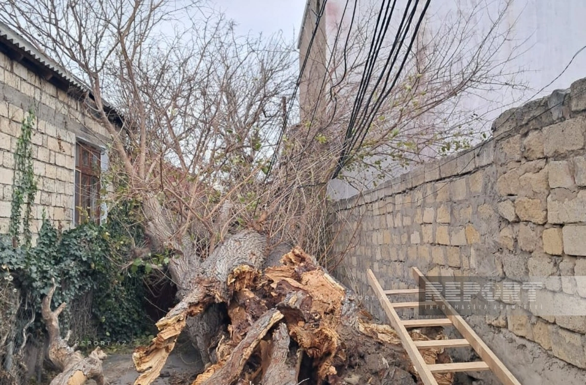 Bakıda güclü külək ağacı yüksək gərginlikli elektrik xəttinin üzərinə aşırıb - FOTO
