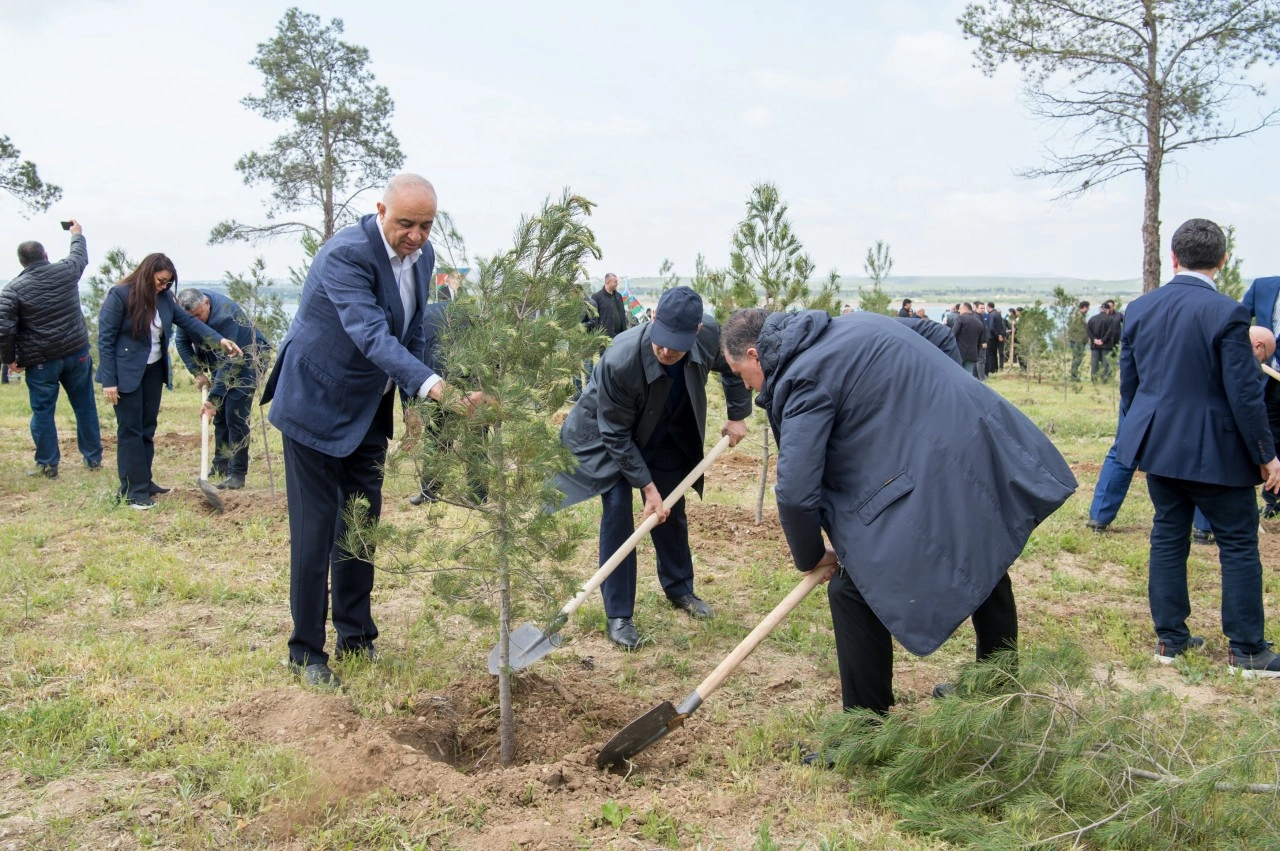 YAP Heydər Əliyevin 103 illiyi ilə əlaqədar ağacəkmə aksiyası keçirdi - FOTOLAR