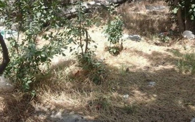 Bakı və regionlarda yaşıllıqlara 200 min manata yaxın ziyan vurulub