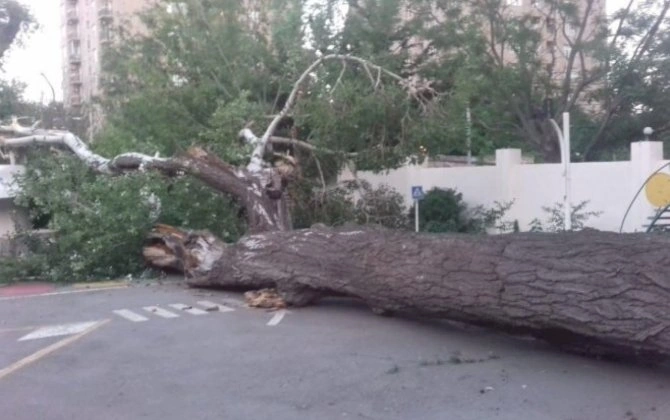 Bakıda külək 7 ağacı aşırdı