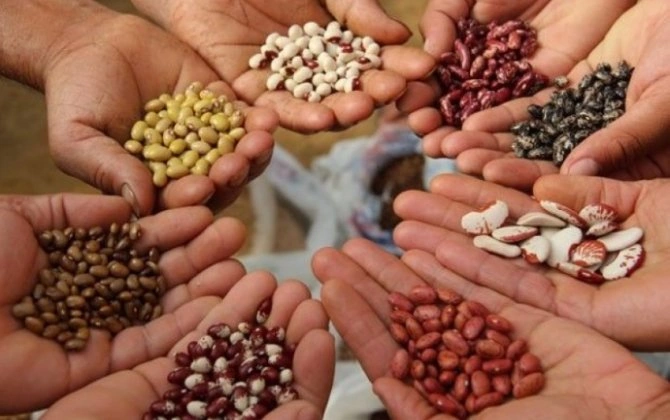 Toxumçuluq sahəsində Reyestr yaradılır