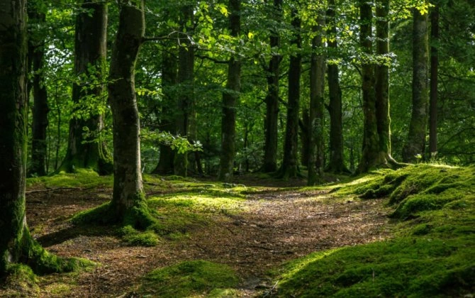 Kəlbəcər, Laçın, Ağdərə və Xocalı ərazilərini əhatə edəcək yeni milli park yaradılır