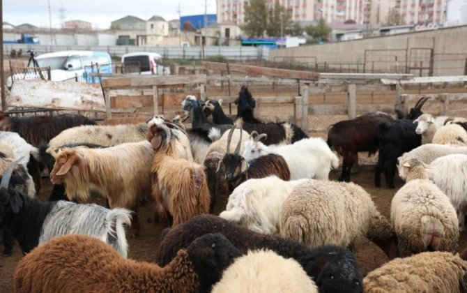 Ölkədə heyvan qiymətləri BAHALAŞDI