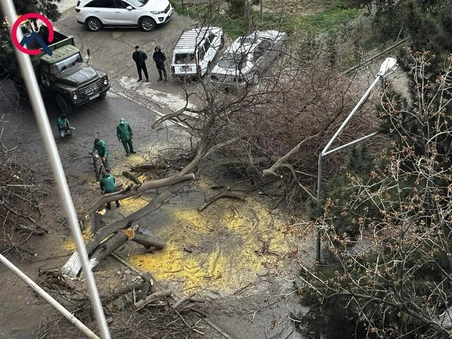 Qaraçuxurda ağac yola aşdı: Hərəkət məhdudlaşdı - FOTO