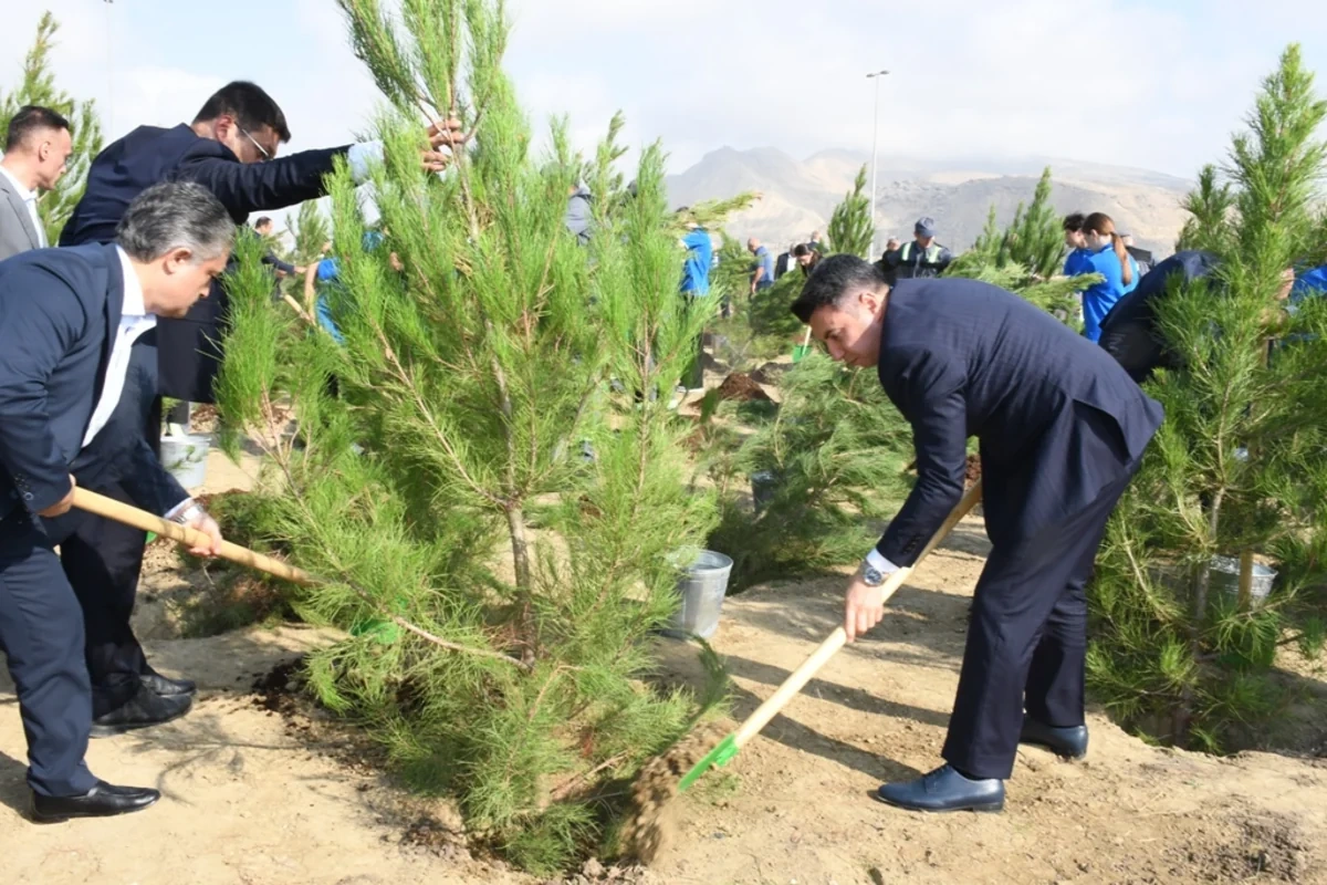 Salyan şossesində 500 yeni ağac əkilib - FOTO