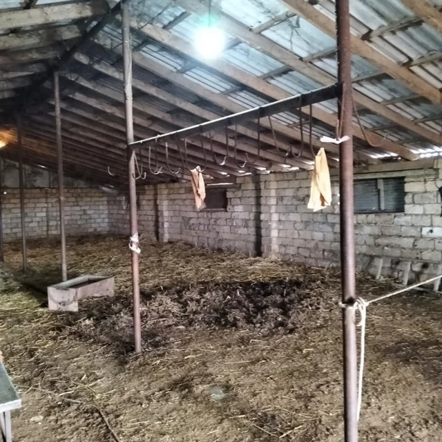 Biləsuvar rayonunda qanunsuz at kəsimi və satışının qarşısı alınıb - FOTO