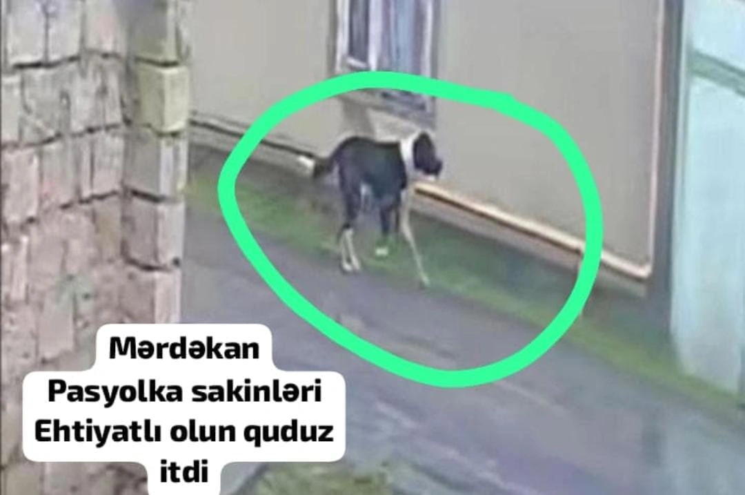 Mərdəkanda vəhşi it qalmaqalı: 8 nəfəri parçalayıb, ÖLÜM VAR - sahibsiz quduz köpək kimindir? - FOTO+ÖZƏL