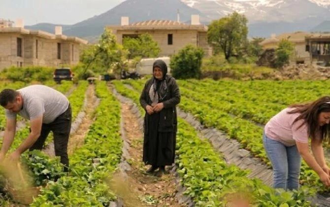 Hobbi olaraq başladılar, sərvət qazanırlar: 70 ton məhsul yığırlar - FOTO