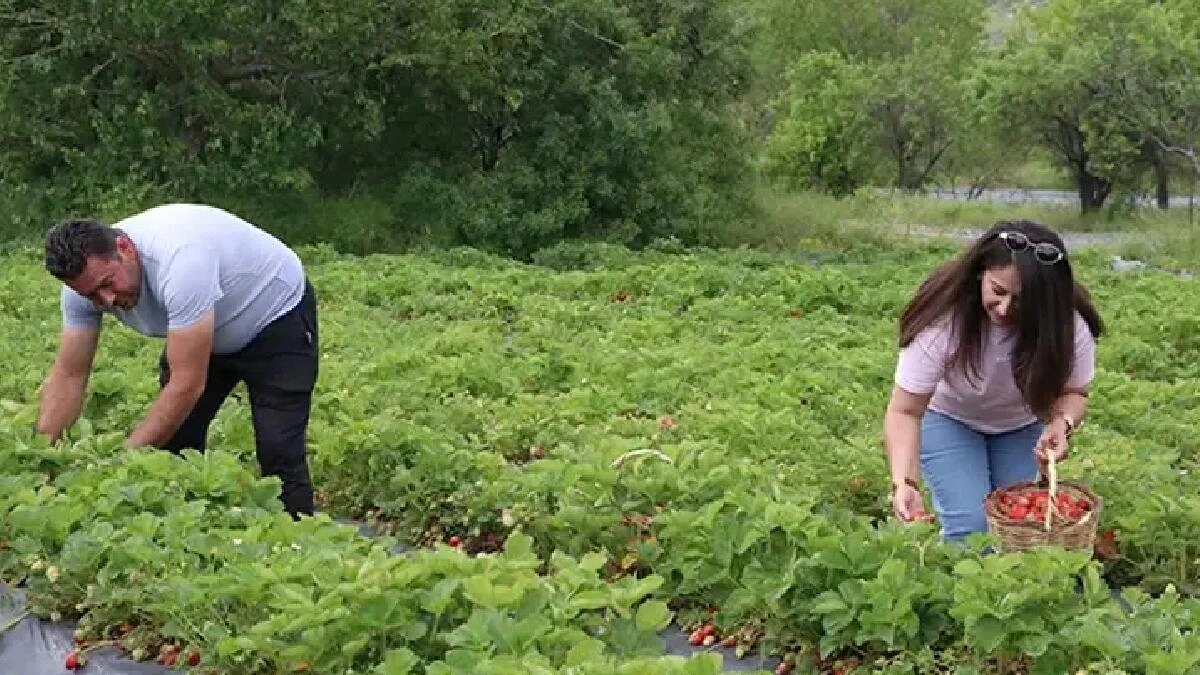 Hobbi olaraq başladılar, sərvət qazanırlar: 70 ton məhsul yığırlar - FOTO