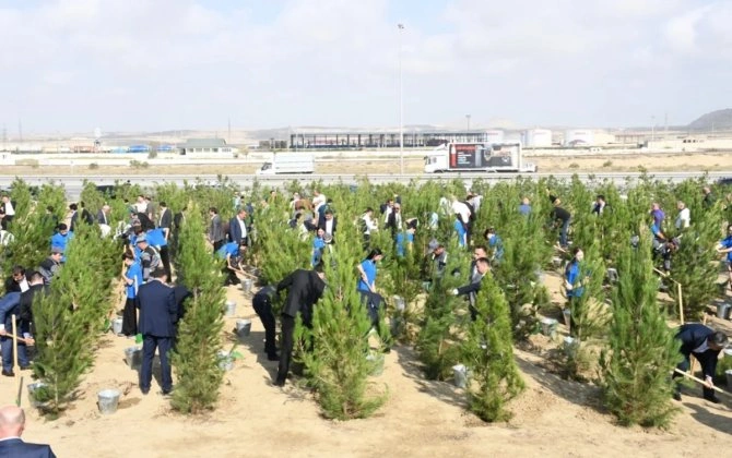 Salyan şossesində 500 yeni ağac əkilib - FOTO