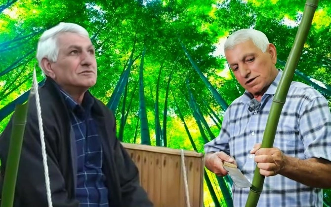 Lənkəranın bambuk bağının sahibi: “34 ildir ki, yetişdirirəm, məndən sonra övladlarıma qalacaq” - FOTOLAR
