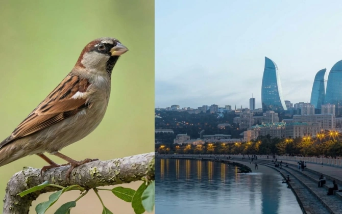 Bakıda sərçələr niyə əvvəlki kimi görünmür?