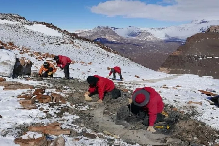Antarktidada tapılan nadir dinozavr qalığı illərlə muzeydə unuduldu - FOTO