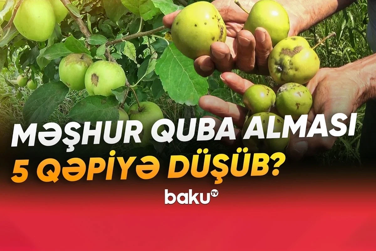 Bağlarda yayılan xəstəlik fermerlərin zəhmətini puç etdi: Quba alması beş qəpiyə satılır? - VİDEO