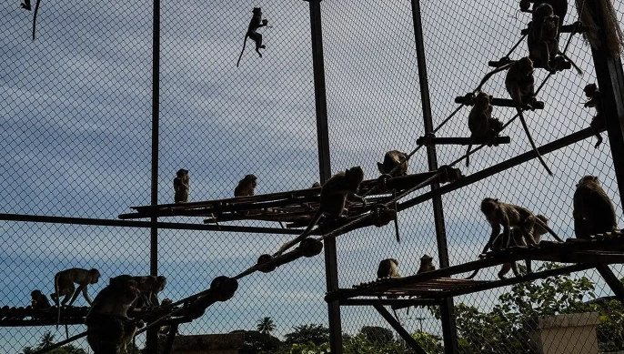 Zooparkdan qaçan meymunlar şəhəri bir-birinə qatdı - FOTOLAR